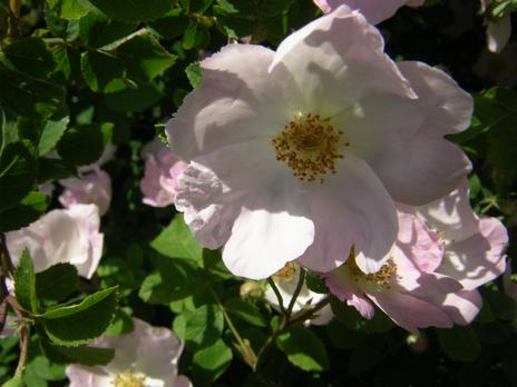 Rosa x polliniana
