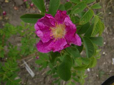 Rosa x spaethiana