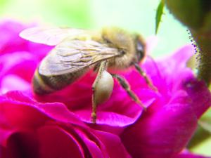 ‘Rose de Resht’ mit Biene