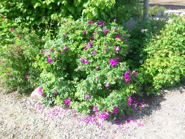 ‘Roseraie de L’Hay’, Strauch im Sommer