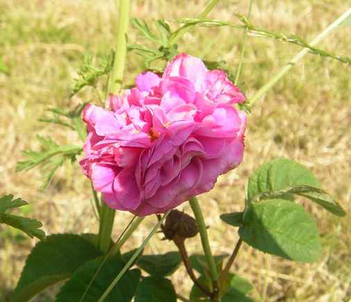 “Rote Zentifolie Gerda Nissen”