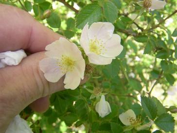 Rosa micrantha, Blüte