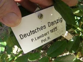 ‘Deutsches Danzig’