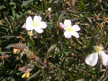 Rosa glauca POURR. var. glaucescens (Wulfen) R. POPEK