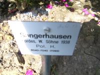 ‘Sangerhausen’