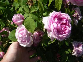 ‘Marie Louise’
