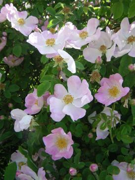 Rosa x polliniana SPRENG, Blüten
