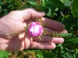 Rosa centifolia ‘Muscosa’