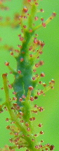 Rosa centifolia ‘Muscosa’, Nahaufnahme Kelchblätter