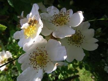 Rosa arvensis, “Sternweiss”