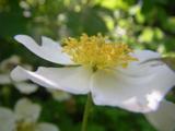 Rosa arvensis, “Sternweiss”