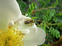 Biene im Abflug bei ‘Double Cream’