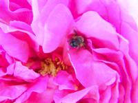 Biene krabbelt aus Blütenblättern hervor