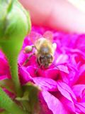 Biene bei ‘Rose de Resht’