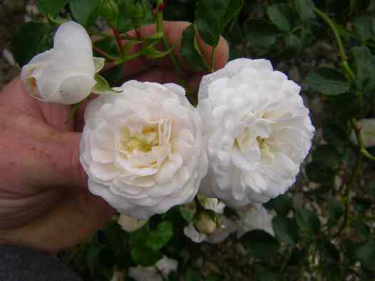 “Weisses Rendsburg”, Blüten