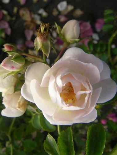 “Weisses Rendsburg”, Blüten
