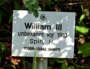‘William III’, Sortenschild