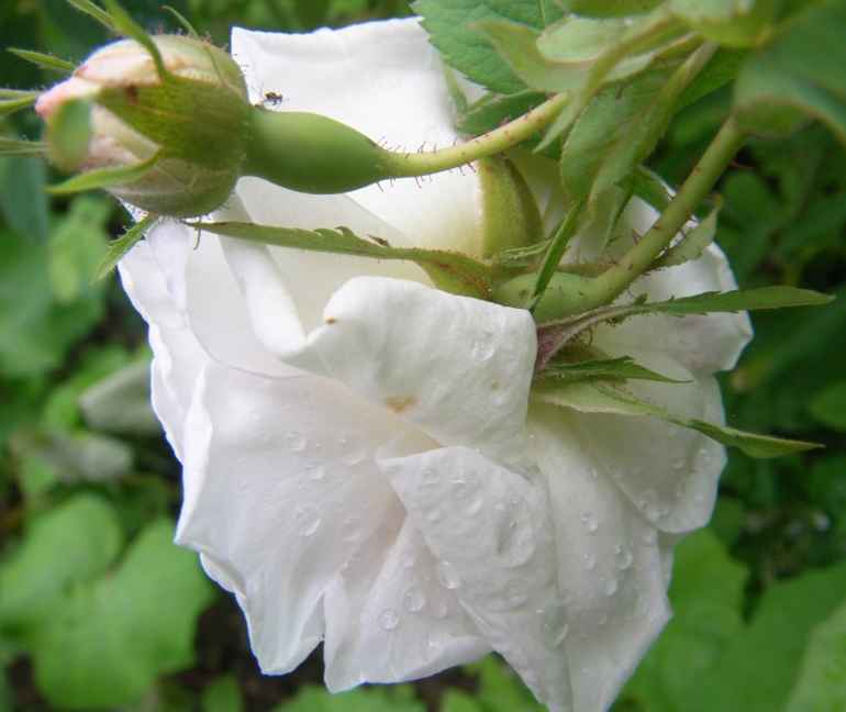“Alba Hüls”, Blütenkelche