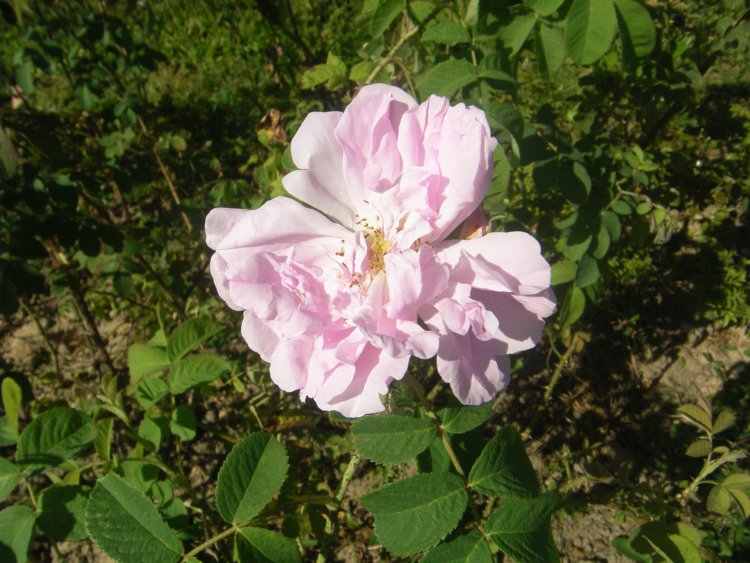 ‘Blanche Double’