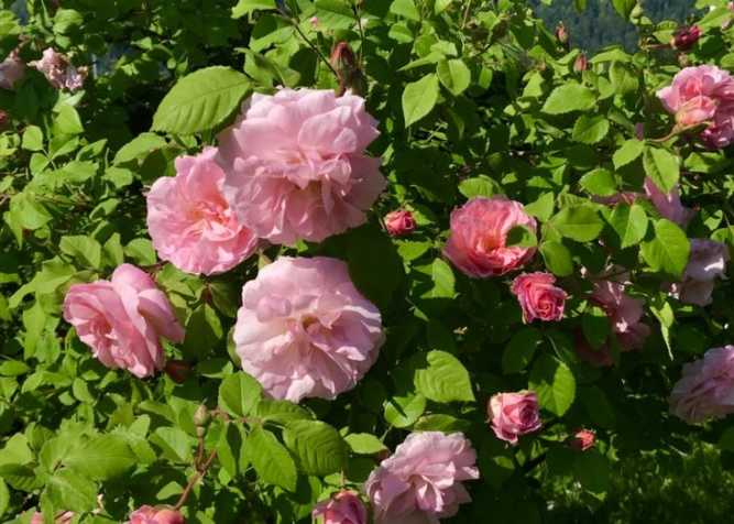 ‘Fritz Nobis’, Blüten mal weißlich, hier kräftig rosa