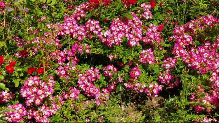“Kew Rambler x Rosa multiflora var. adenochaeta, Typ 1”