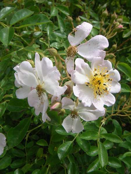 ‘Kew Rambler’ x Rosa multiflora var. adenochaeta