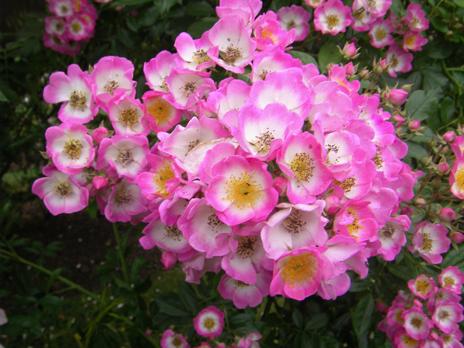 “Kew Rambler x Rosa multiflora var. adenochaeta”