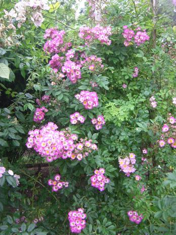 “Kew Rambler x Rosa multiflora var. adenochaeta”