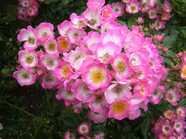 “Kew Rambler x Rosa multiflora”
