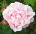 ‘Madame Ballu’