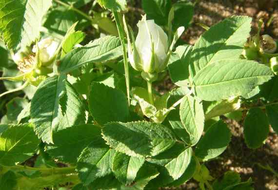 Rosa cinnamomea f. alba