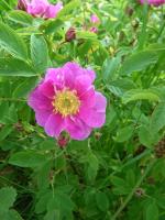 Rosa cinnamomea “Arno”