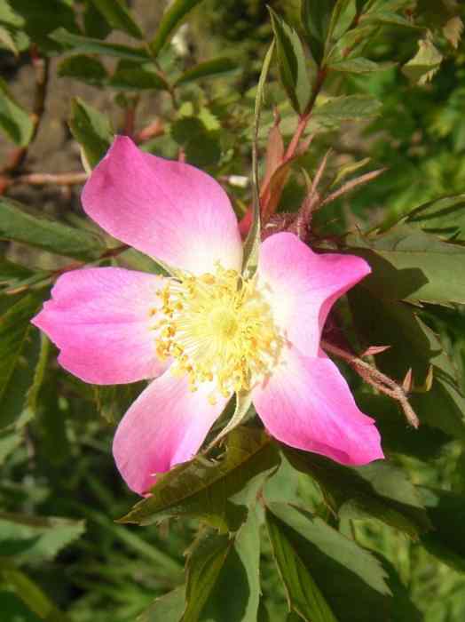 Rosa glauca var. hispidula