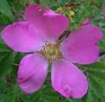Rosa koreana “ussuriensis”