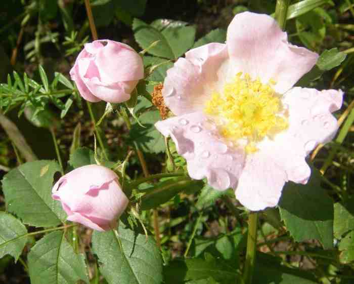 Rosa mollis