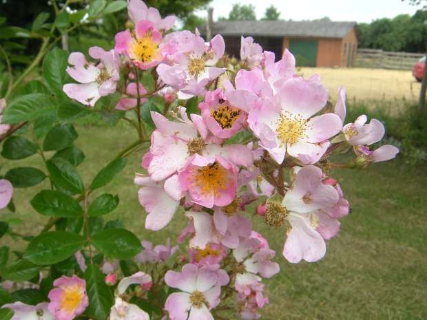 Rosa multiflora va. adenochaeta