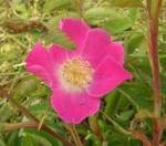 <em>Rosa pendulina</em>, “Alpenrose”