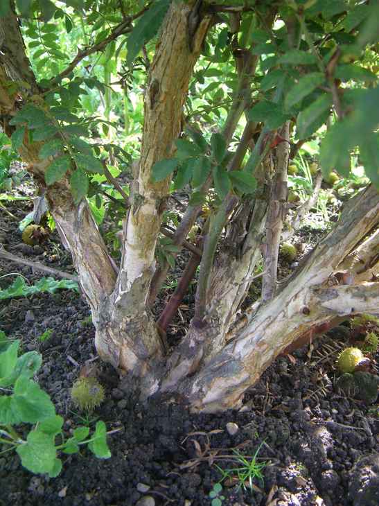 Baum Rosa Früchte