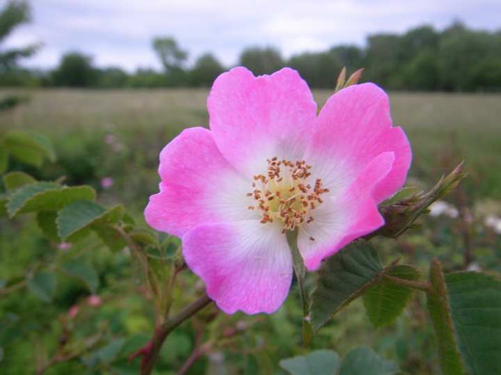 Rosa rubiginosa, “Weinrose”