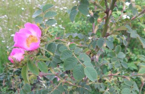Rosa rubiginosa, “Weinrose”