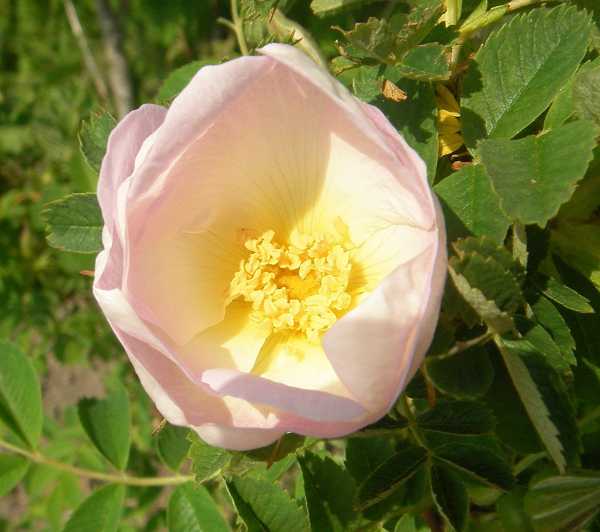 Rosa rugosa x gallica