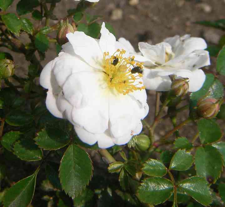 Rosa wichurana yakachinensis