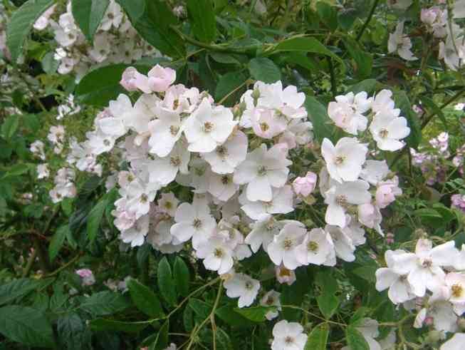 ‘Rosemary Foster’, Blüten