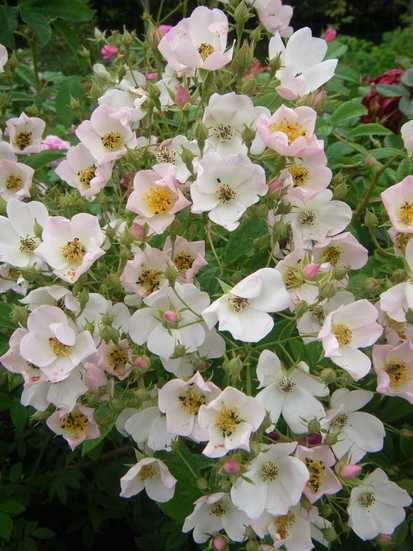 ‘Rosemary Foster’, Blütenbüschel, Nahaufnahme