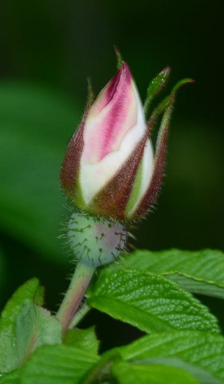 “Rugosa Hain”, Blütenkelch, rosa-weisse Blütenblätter