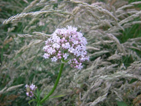 Wiese Juli 2019