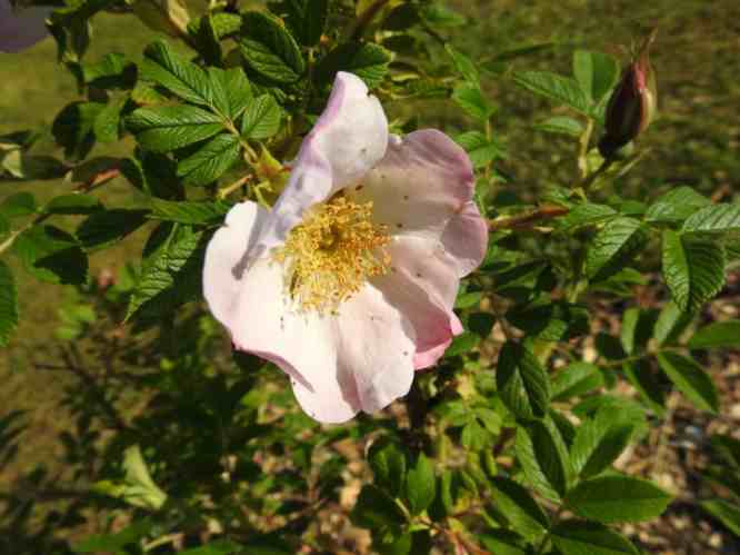 “2019-20 Red Dagmar”, Blüte