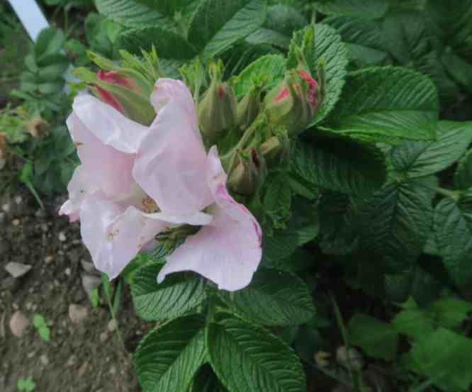 “2019-27 Red Dagmar”, Blüte