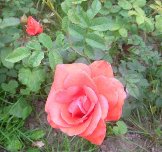 Rose in lachsfarben, DDR-Zucht