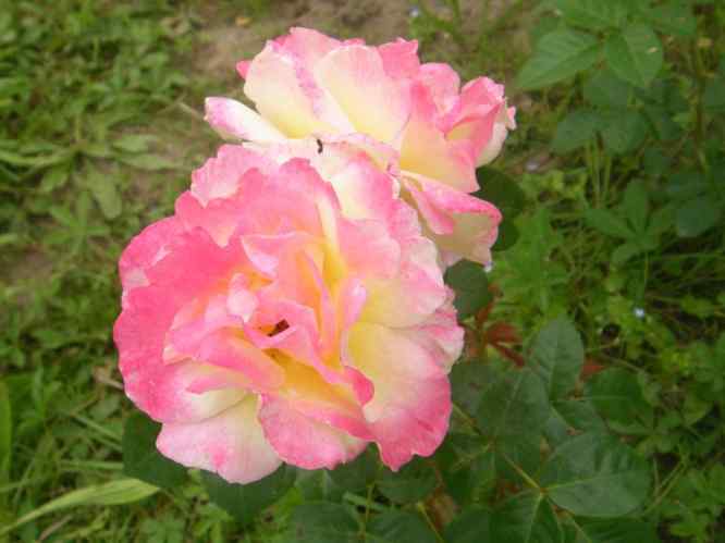 Rose in bunt, rosa marmoriert, DDR-Zucht